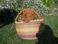 /album/galerie-photos/panier-retail-jpg/